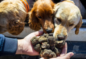 Tursoria jornada de trufas