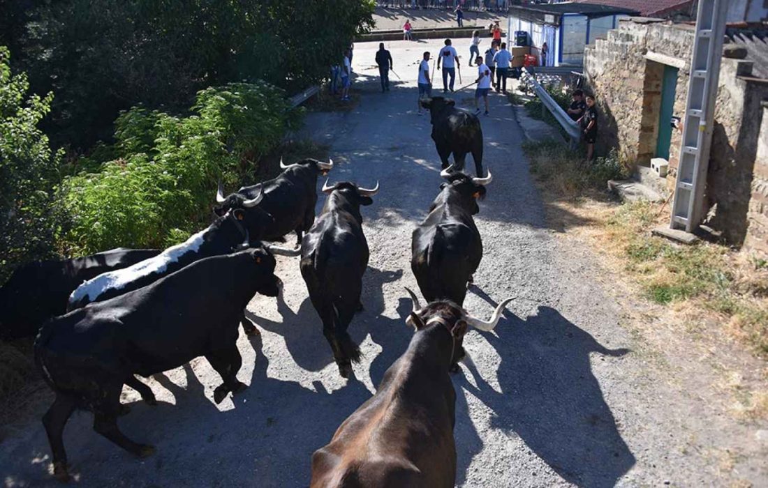 Tursoria. La trashumancia en gallinero