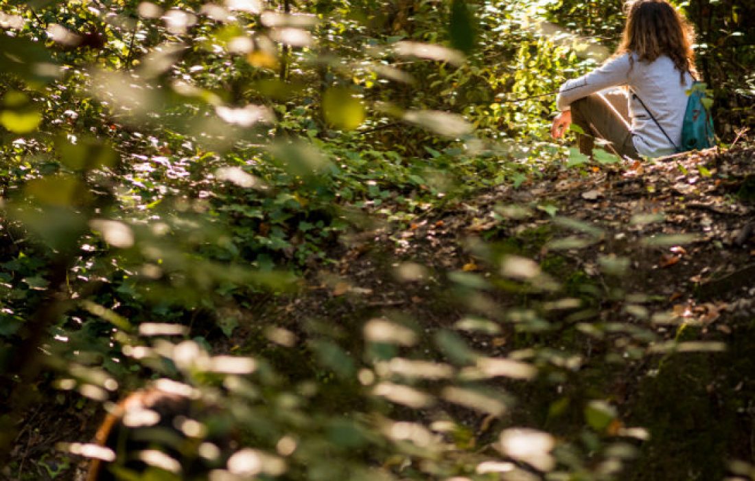 Tursoria baños de bosque