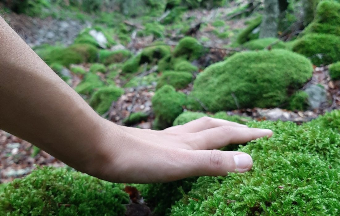 Tursoria baños de bosque