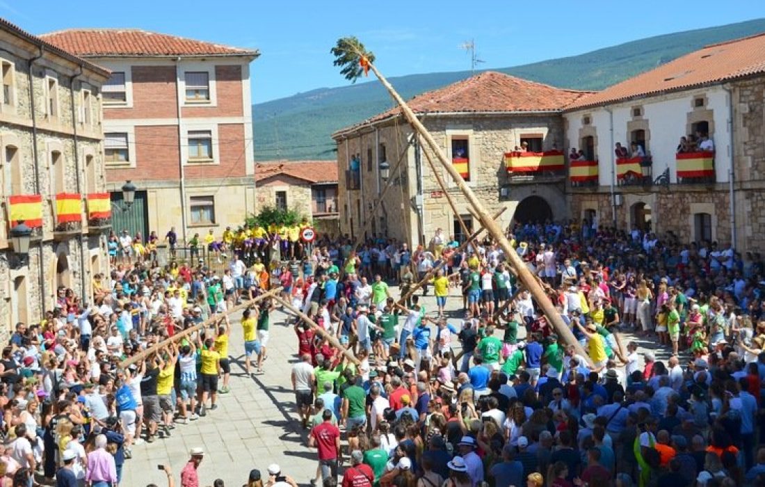 Tursoria pingada del mayo en Vinuesa
