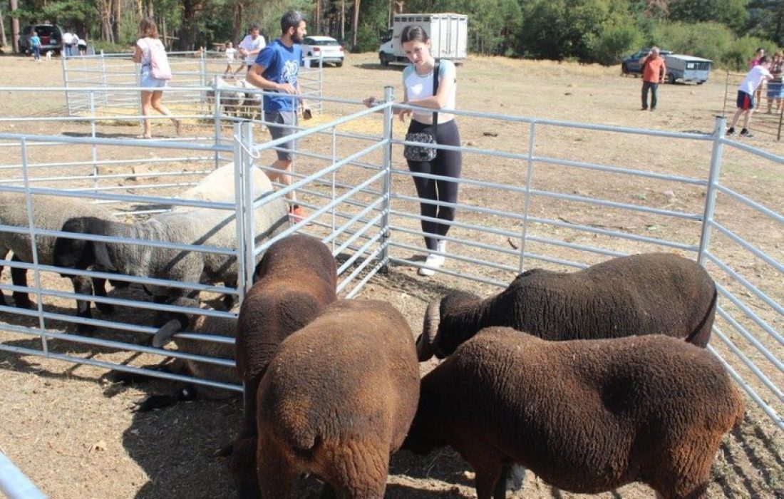 Tursoria feria ganadera en Vinuesa