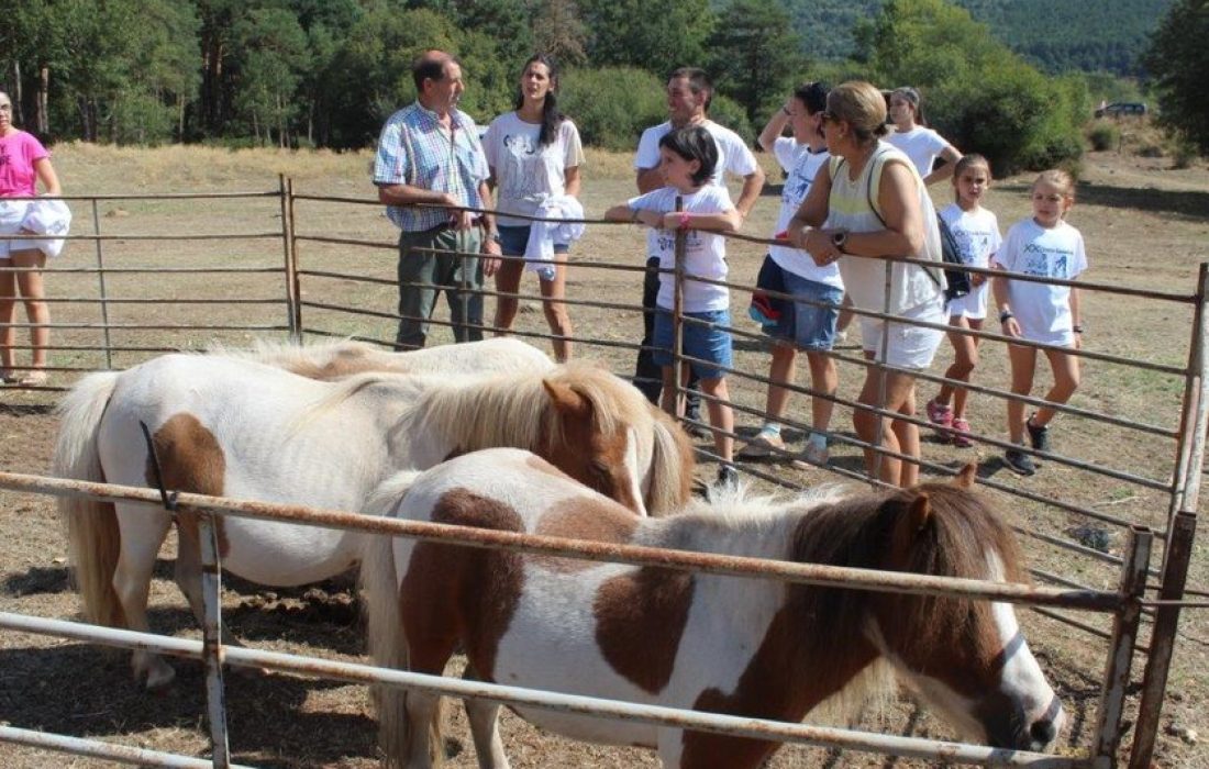 Tursoria feria ganadera en Vinuesa