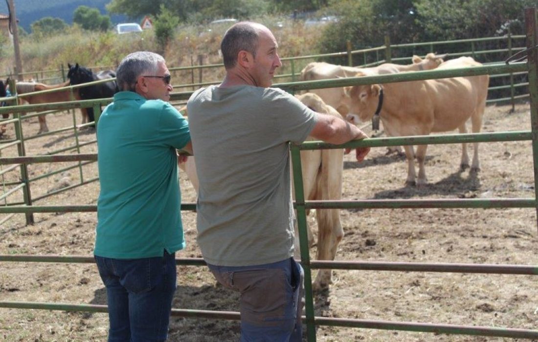 Tursoria feria ganadera en Vinuesa
