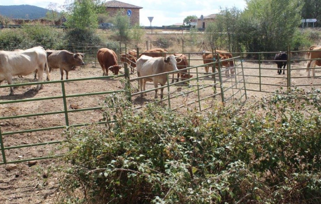 Tursoria feria ganadera en Vinuesa
