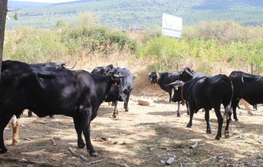 Tursoria feria ganadera en Vinuesa