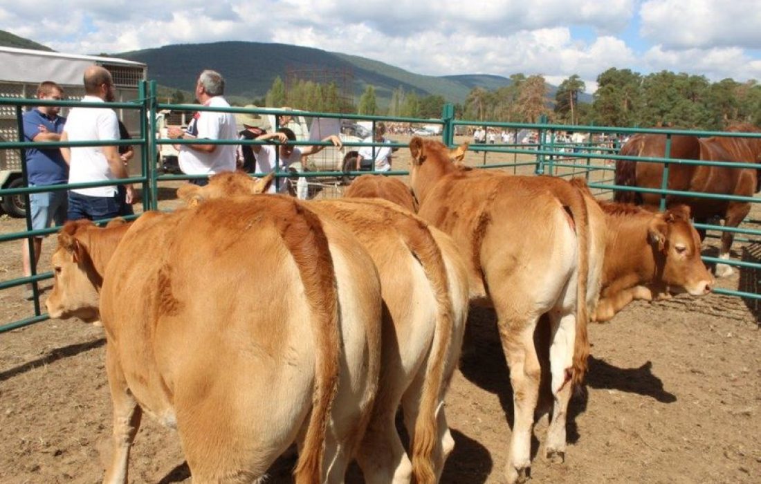 Tursoria feria ganadera en Vinuesa
