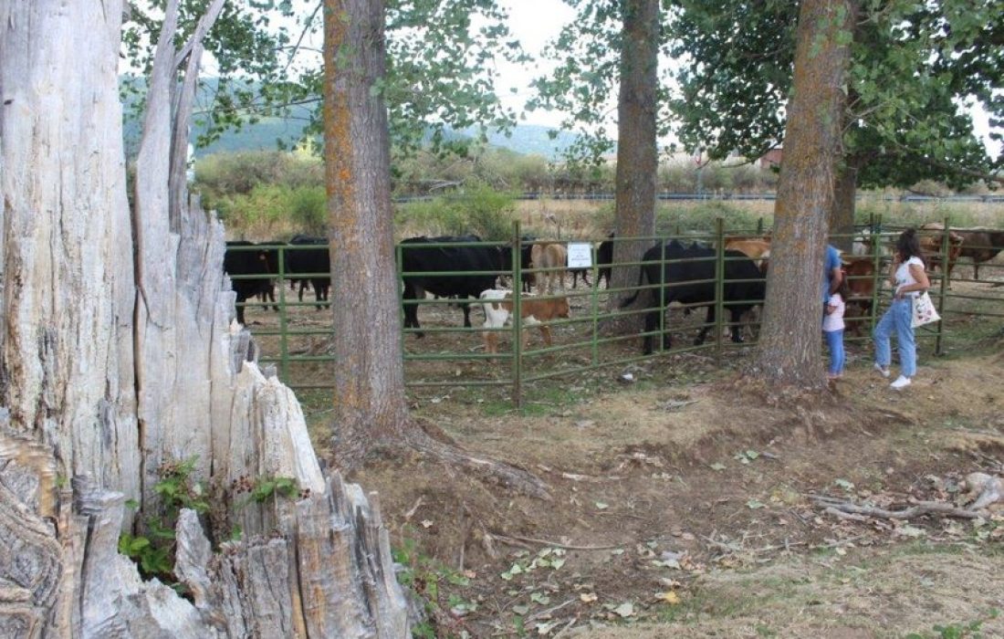 Tursoria feria ganadera en Vinuesa