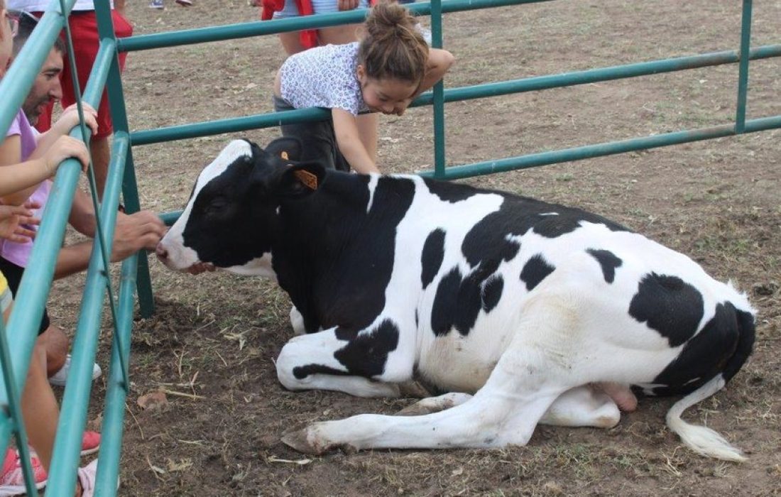 Tursoria feria ganadera en Vinuesa