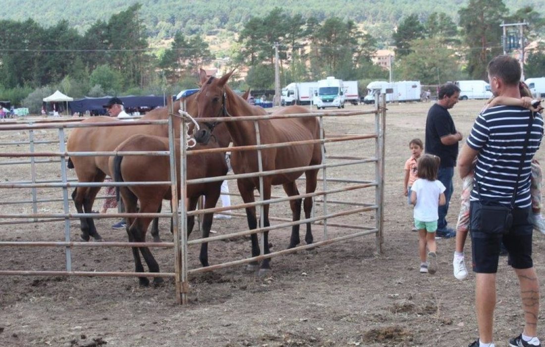 Tursoria feria ganadera en Vinuesa