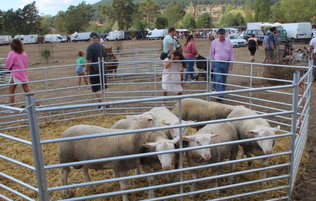 Tursoria feria ganadera en Vinuesa