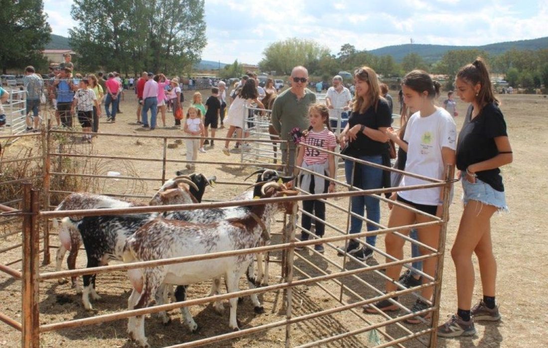 Tursoria feria ganadera en Vinuesa