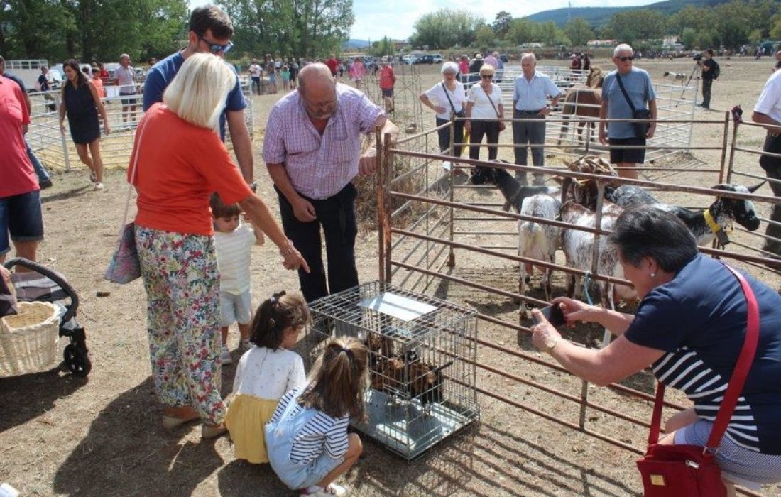 Tursoria feria ganadera en Vinuesa