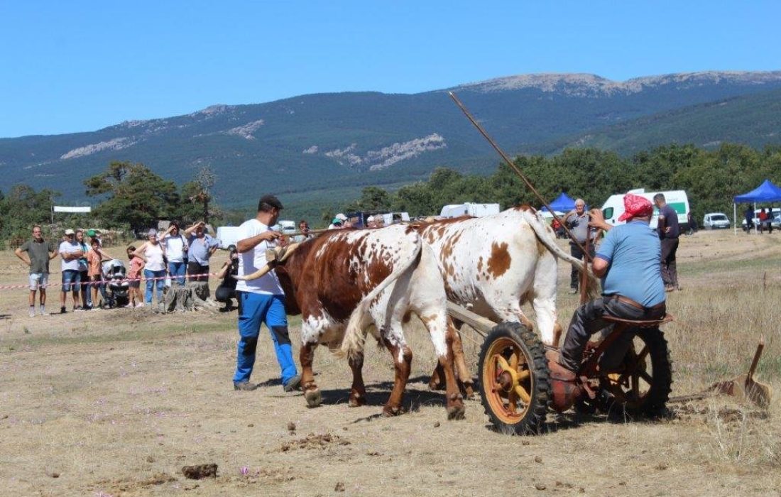 Tursoria feria ganadera en Covaleda