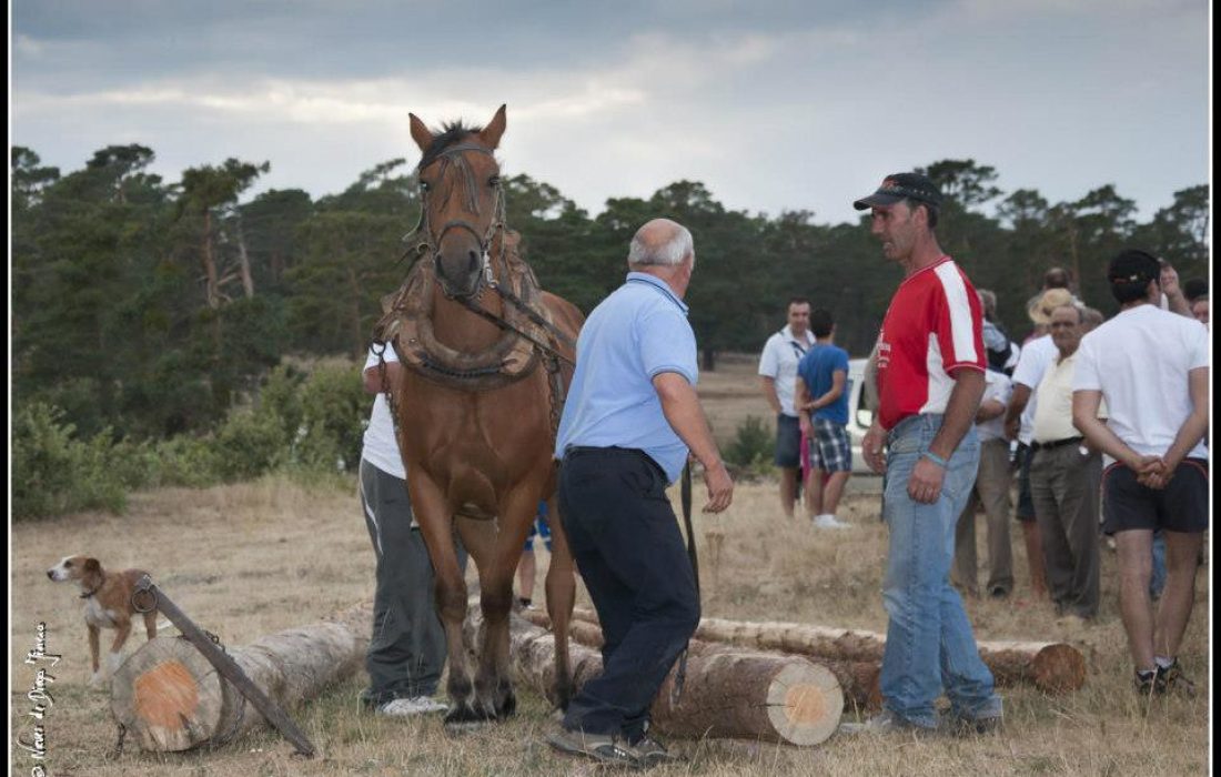 Tursoria feria ganadera en Covaleda