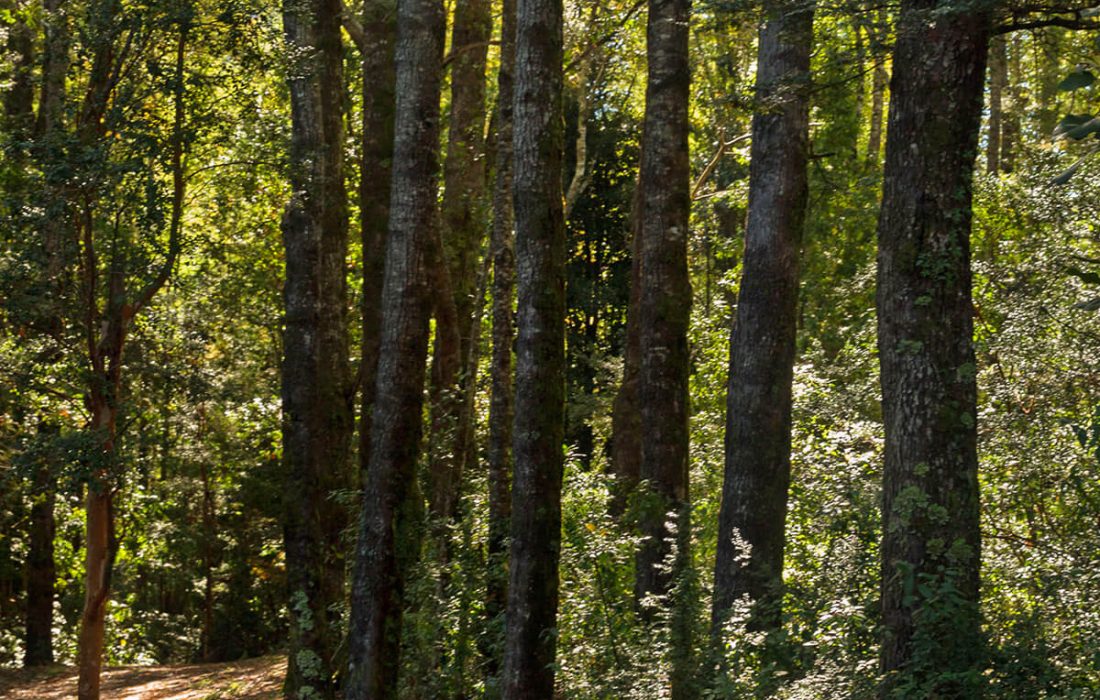 Tursoria baños de bosque