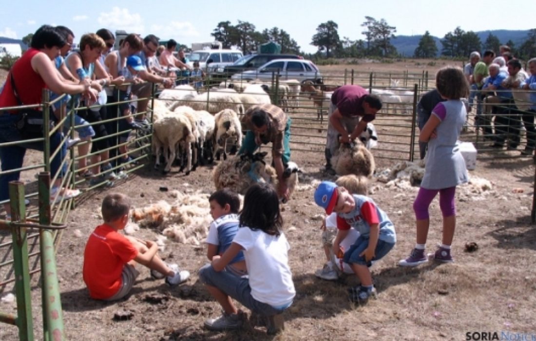 Tursoria feria ganadera en Covaleda
