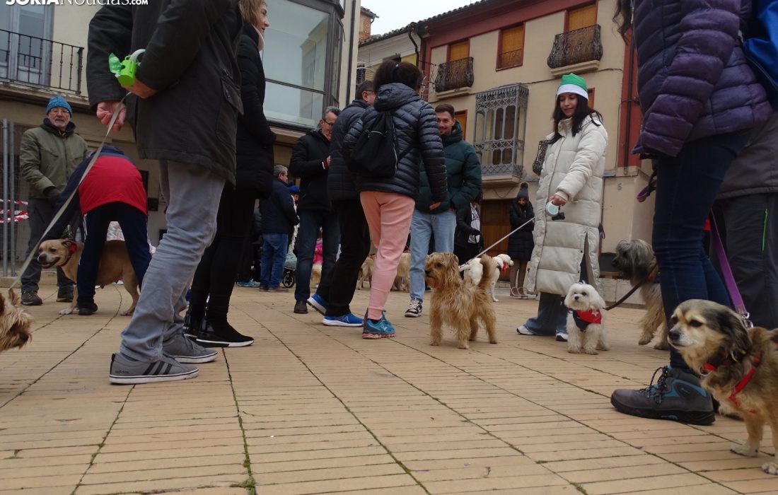 Encuentro perruno en almazan. Tursoria