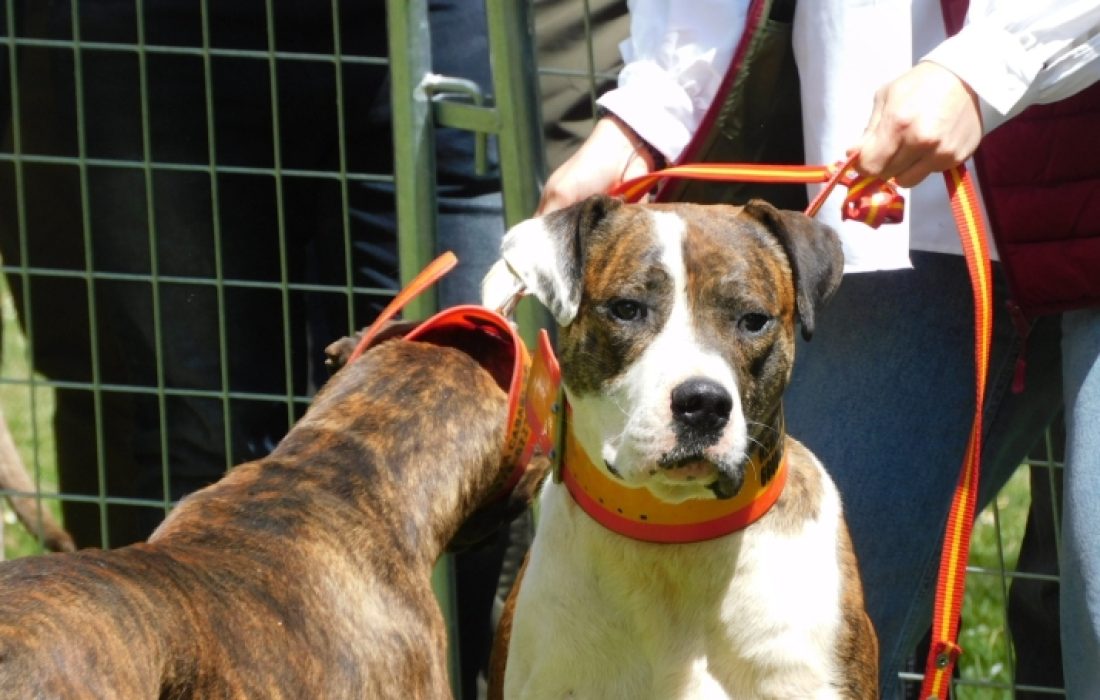 Tursoria feria de mascotas