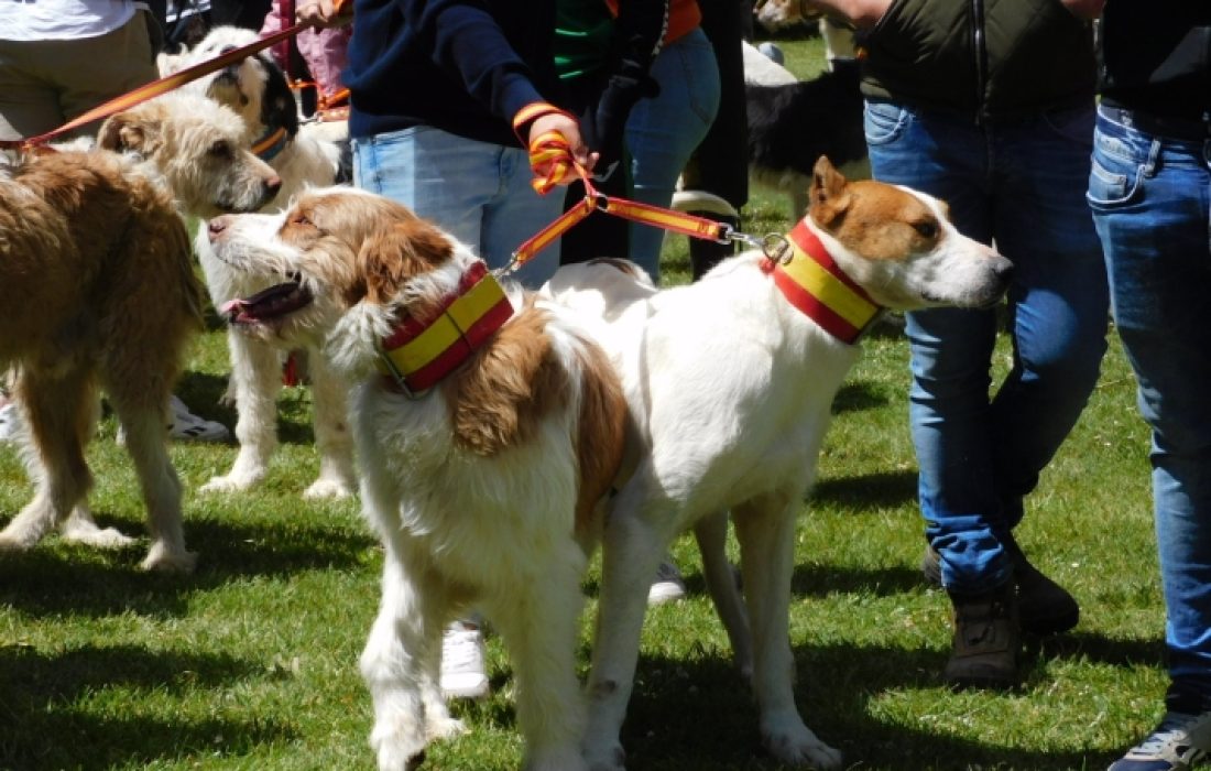 Tursoria feria de mascotas