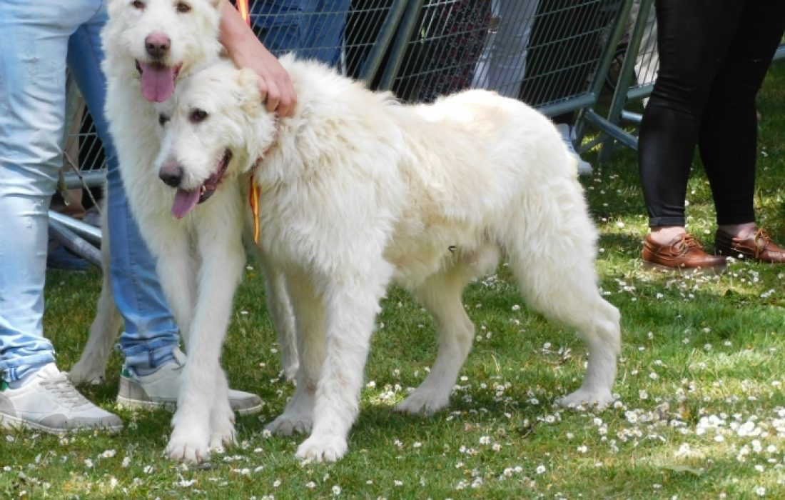 Tursoria feria de mascotas