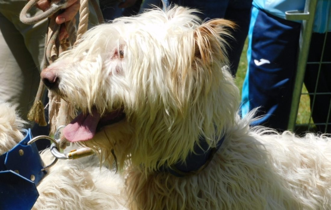 Tursoria feria de mascotas