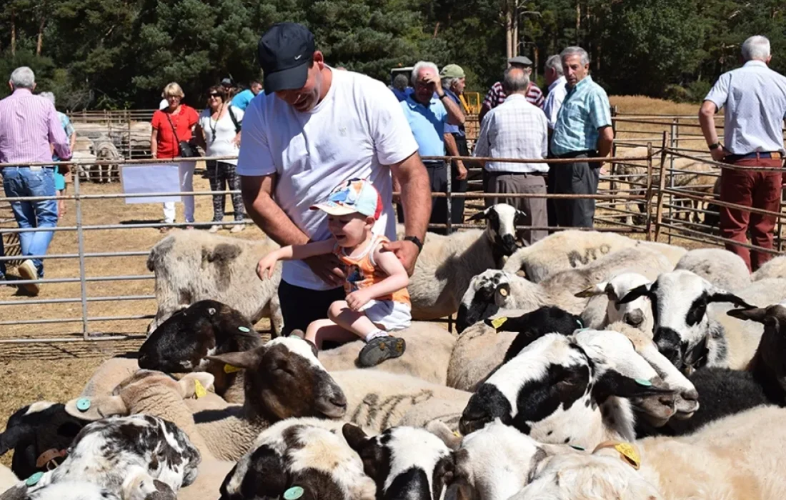 Tursoria feria ganadera en Covaleda