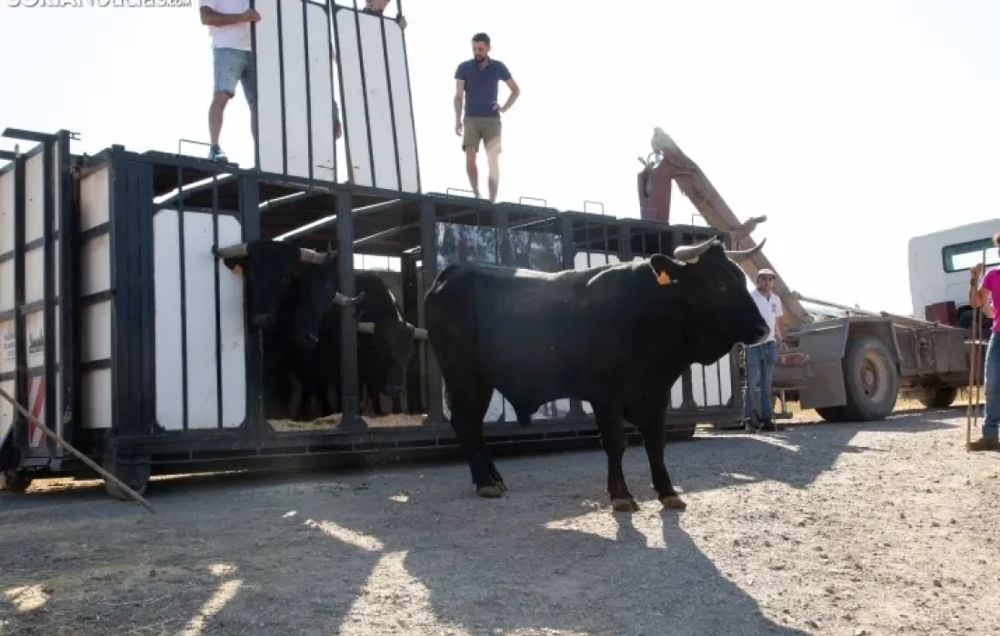 Tursoria. La trashumancia en gallinero