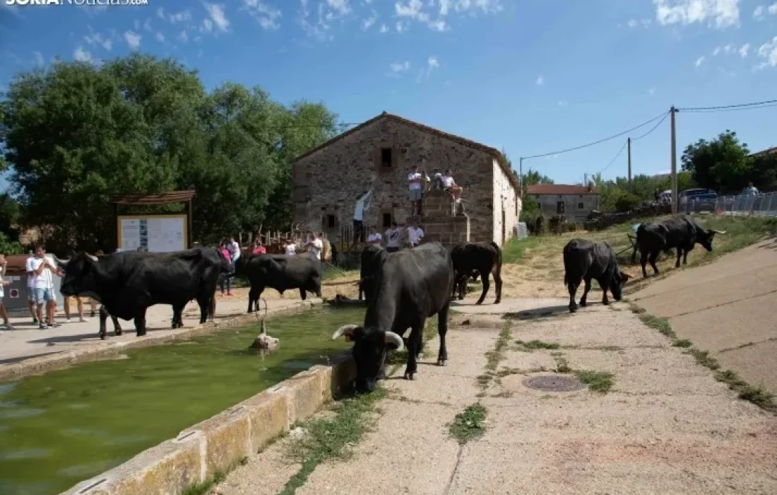 Tursoria. La trashumancia en gallinero