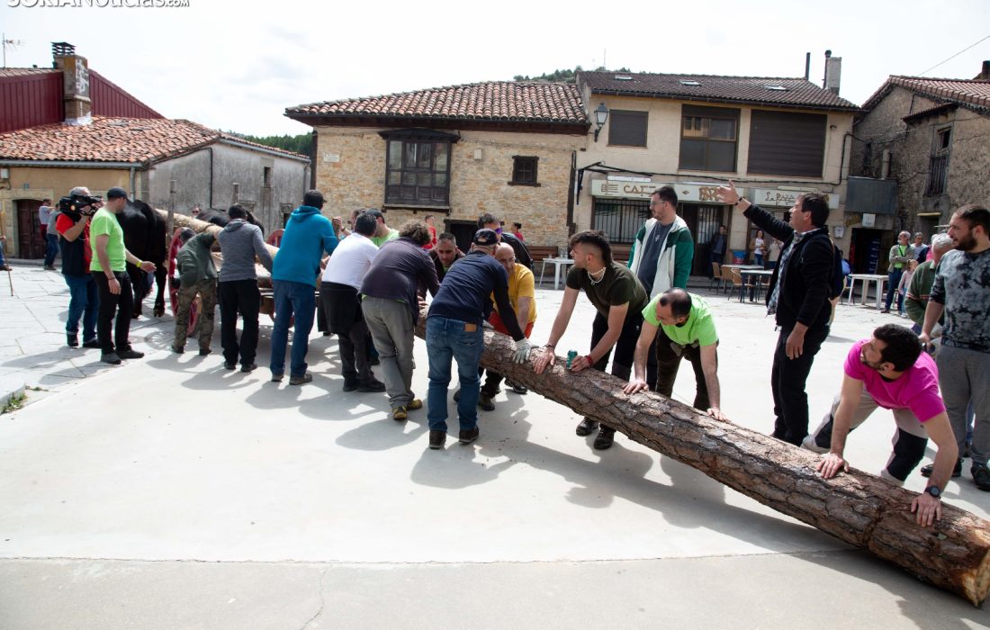 Tursoria la pingada del mayo en Cabrejas del Pinar