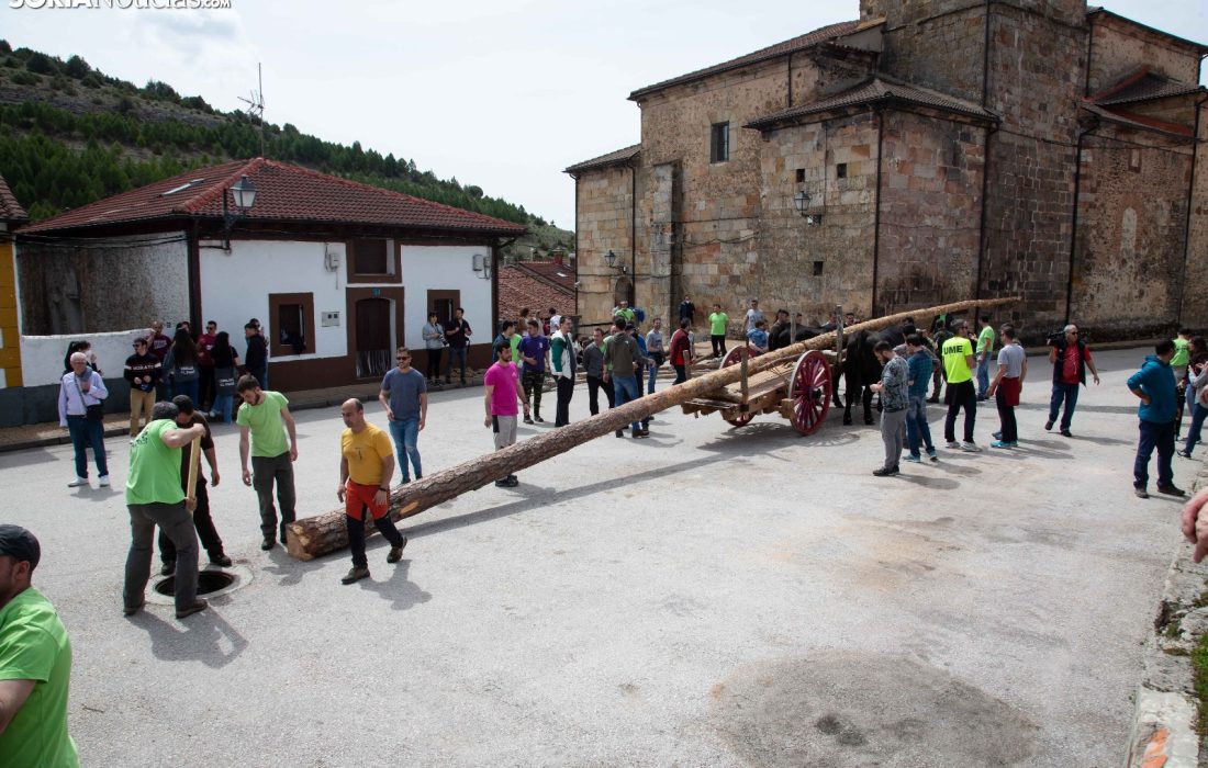 Tursoria la pingada del mayo en Cabrejas del Pinar