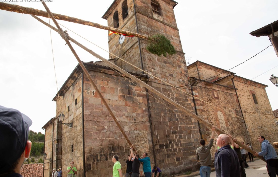 Tursoria la pingada del mayo en Cabrejas del Pinar