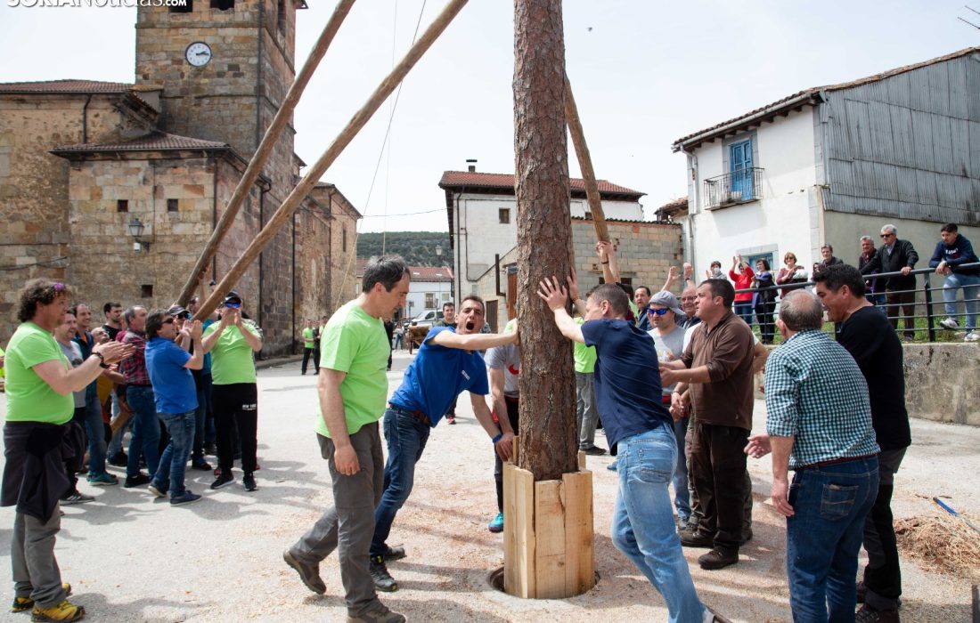 Tursoria la pingada del mayo en Cabrejas del Pinar