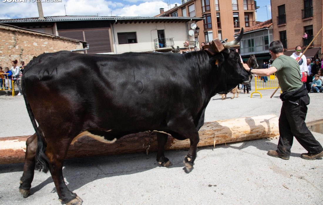 tursoria la pingada del mayo en San leonardo