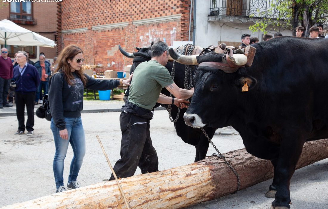 tursoria la pingada del mayo en San leonardo
