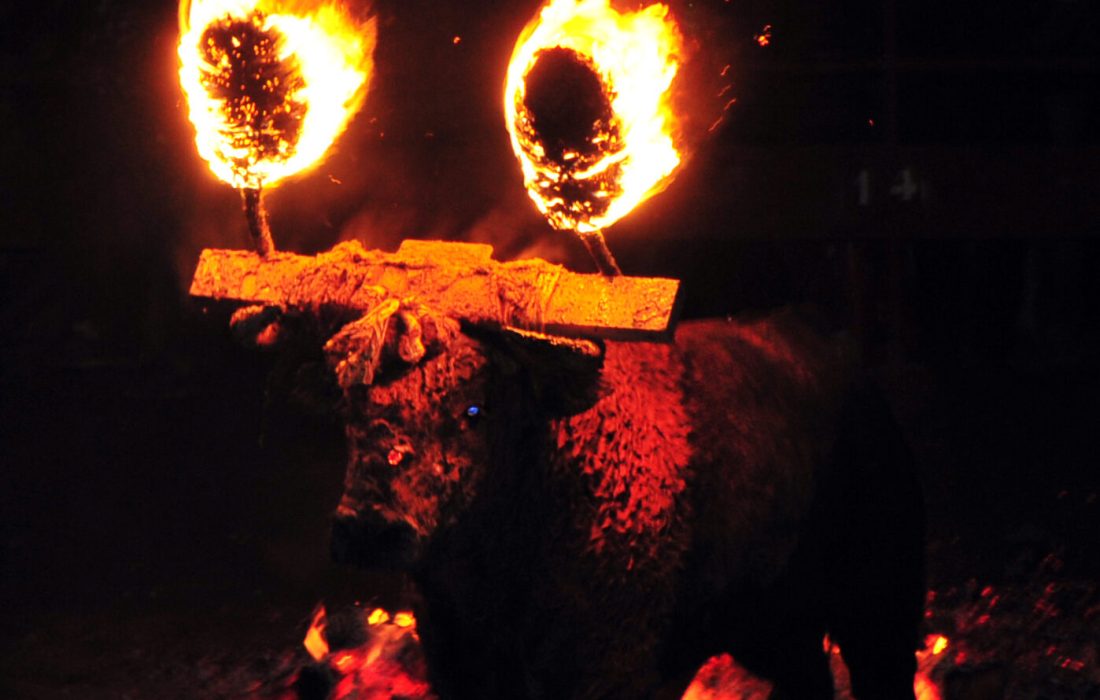 tursoria toro jubilo