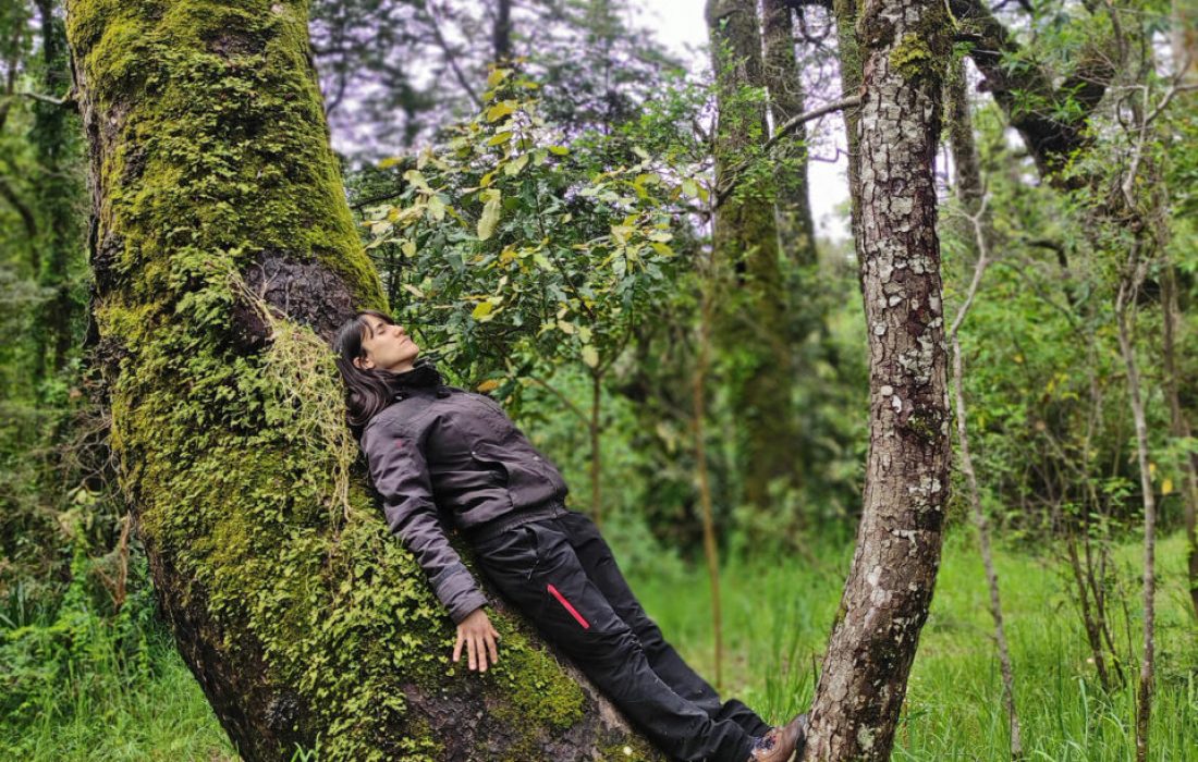 Tursoria baños de bosque