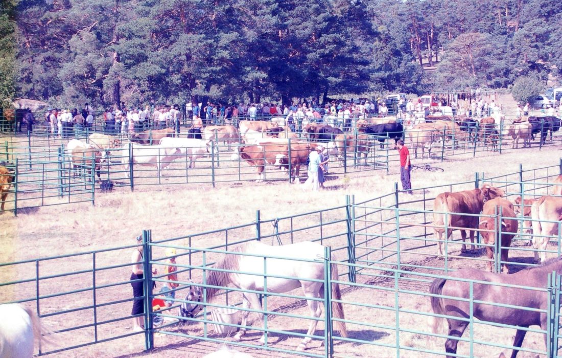 Tursoria feria ganadera en Covaleda