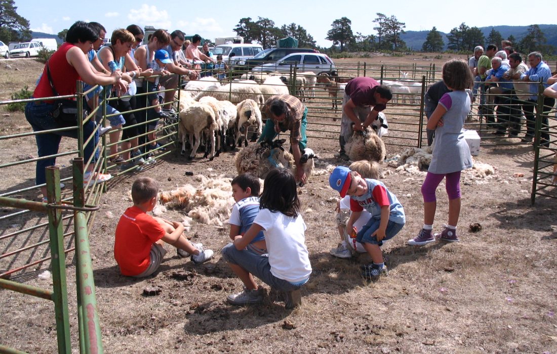 Tursoria feria ganadera en Covaleda
