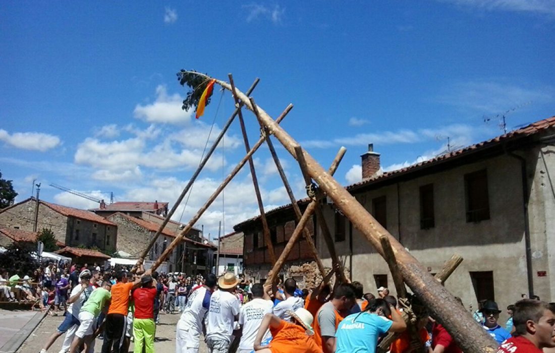 Tursoria pingada del mayo en Vinuesa