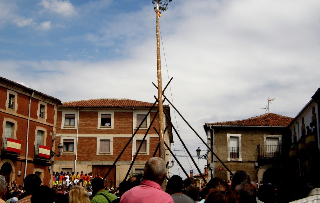 Tursoria pingada del mayo en Vinuesa