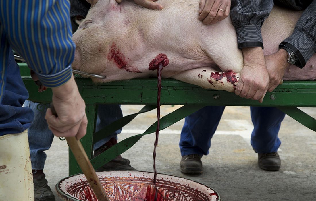 Tursoria. Matanza del cerdo en navaleno