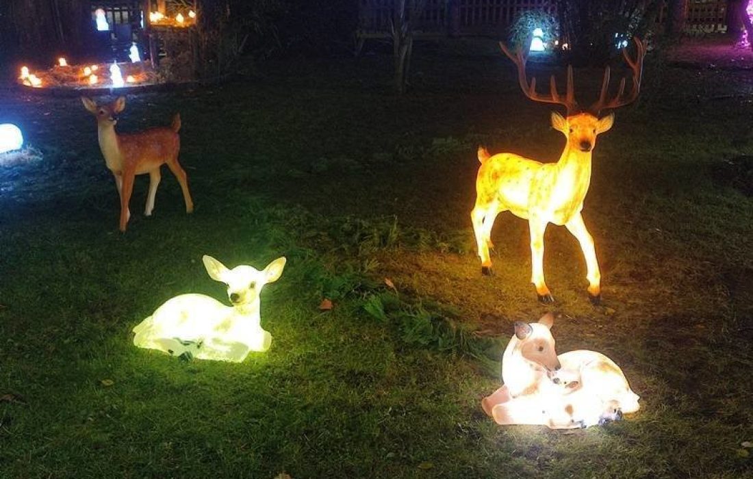 zoo de luz en Soria. Tursoria